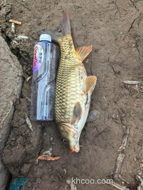 大河走水用什么钓鲤鱼