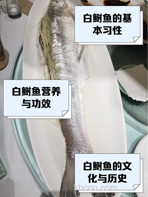 什么鱼肉是白色像猪油？