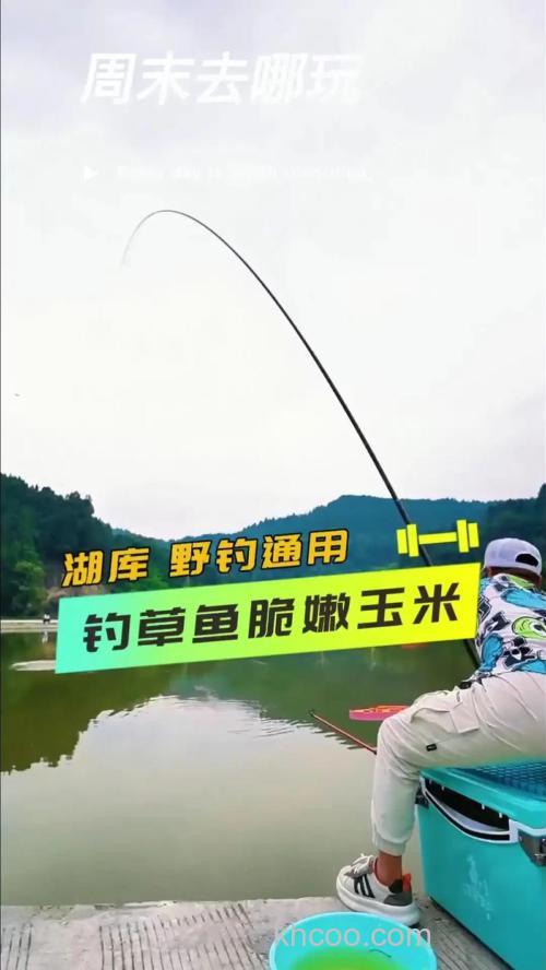 玉米如何打窝钓草鱼？