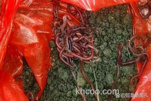 地里挖的蚯蚓为什么鱼不吃？