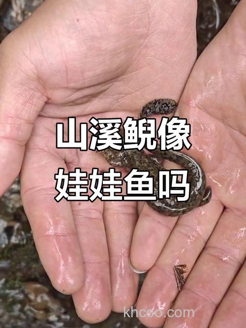 山蛙鱼的别名？