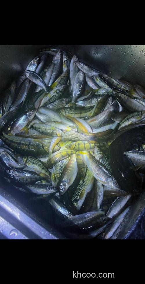 夜钓溪石斑鱼需要灯光吗？