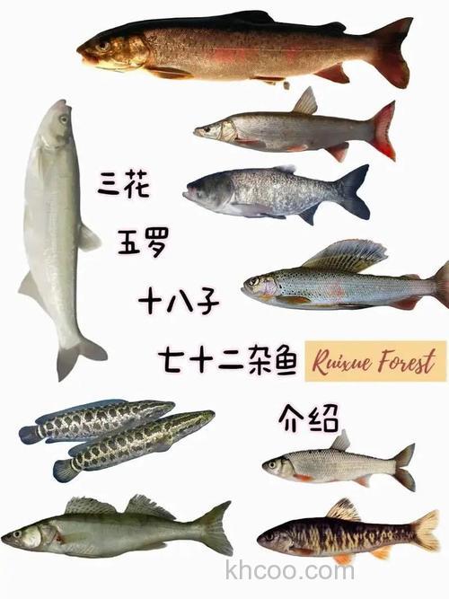 三花五锣指的是哪几种鱼？