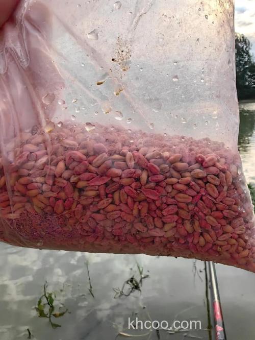 干小麦钓鱼靠谱吗？