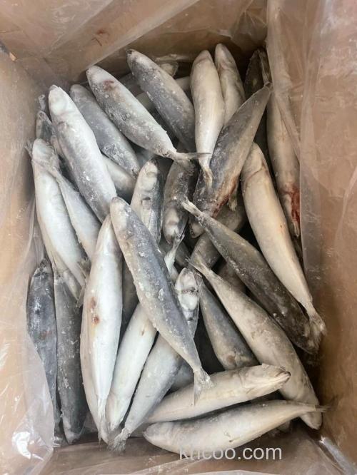 海南水库钓鱼用什么饵？