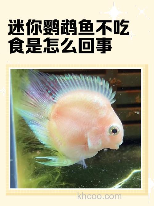 鹦鹉鱼水浑浊 鱼不吃食