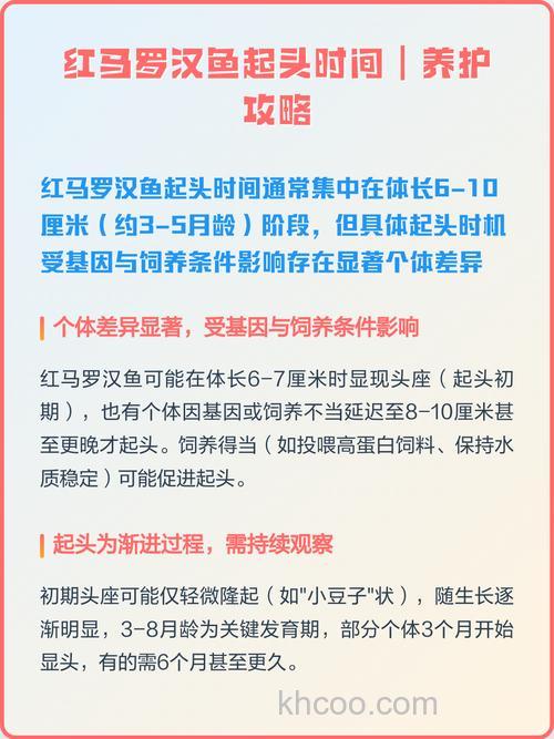 罗汉鱼怎么养起头快