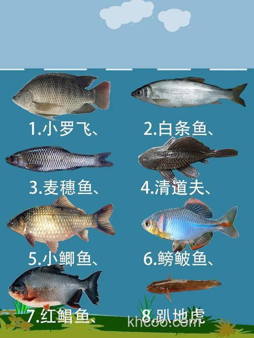 肥水口很多小杂鱼用什么口味才能钓呀？