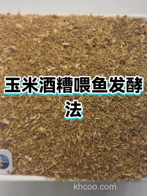 玉米酒糟喂鱼方法？