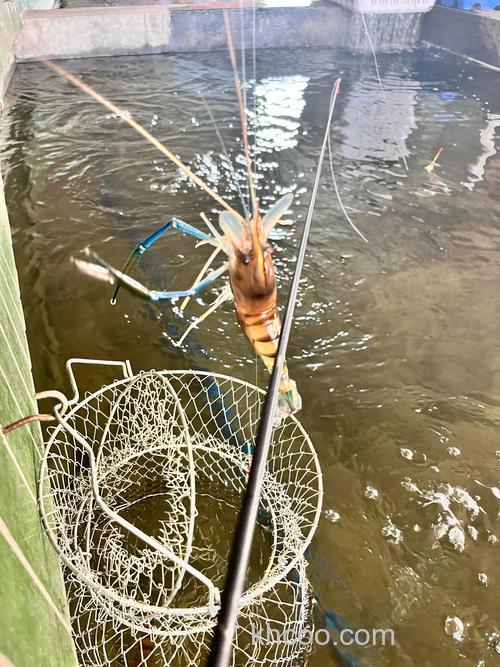 听说河虾是钓鲫鱼，鲤鱼的绝杀，有知道的吗？