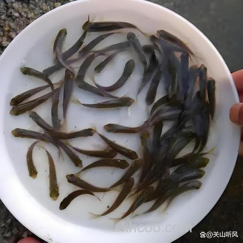 草鱼吃麦苗么？