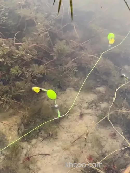 串钩挂小麦不上鱼？