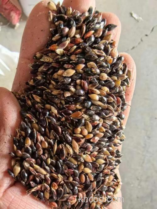 苏丹草和高丹草喂鱼哪个好？