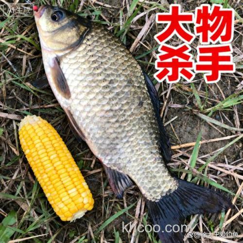 3两的鲫鱼能吃整颗玉米粒吗？