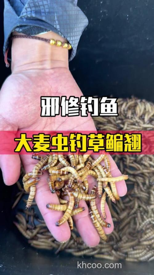 大麦虫能钓甲鱼？