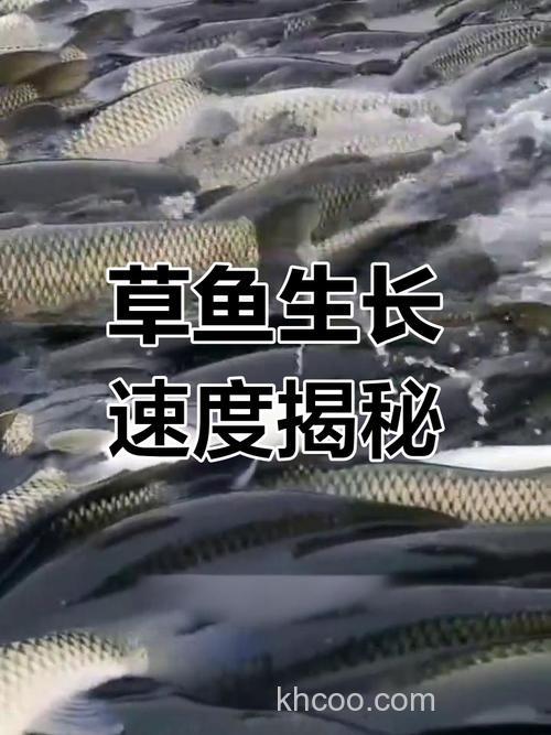 草鱼只喂牧草一年能长多少？