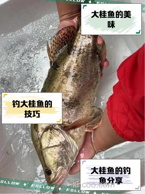 用什麽鱼耳钓什麽鱼啊？