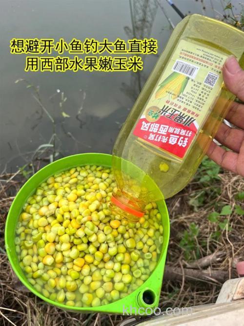 嫩玉米冬天能钓鲢鳙？