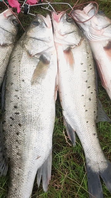 大麦虫可以钓鲈鱼吗？