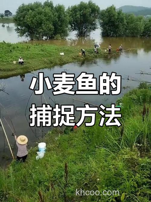 麦子什么鱼喜欢吃？