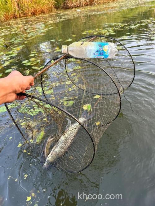 笼子抓鲶鱼放什么饵料？