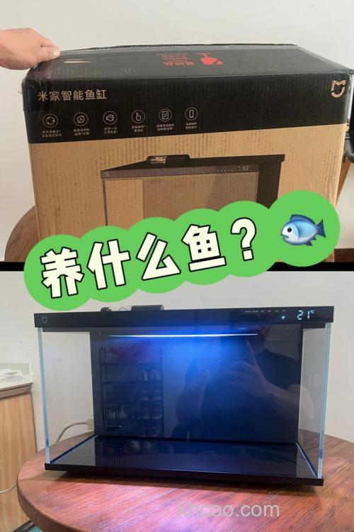 小米智能鱼缸适合养什么鱼？