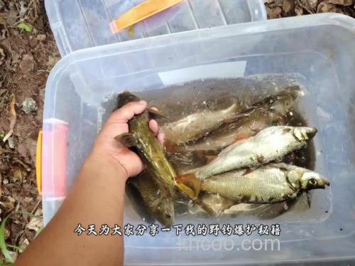 小麦穗特多怎么钓鲫鱼？