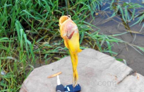 瘦肉钓黄辣丁的处理方法？