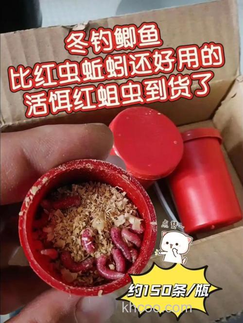 冬天钓鲫鱼，用红虫和蚯蚓那个效果好。