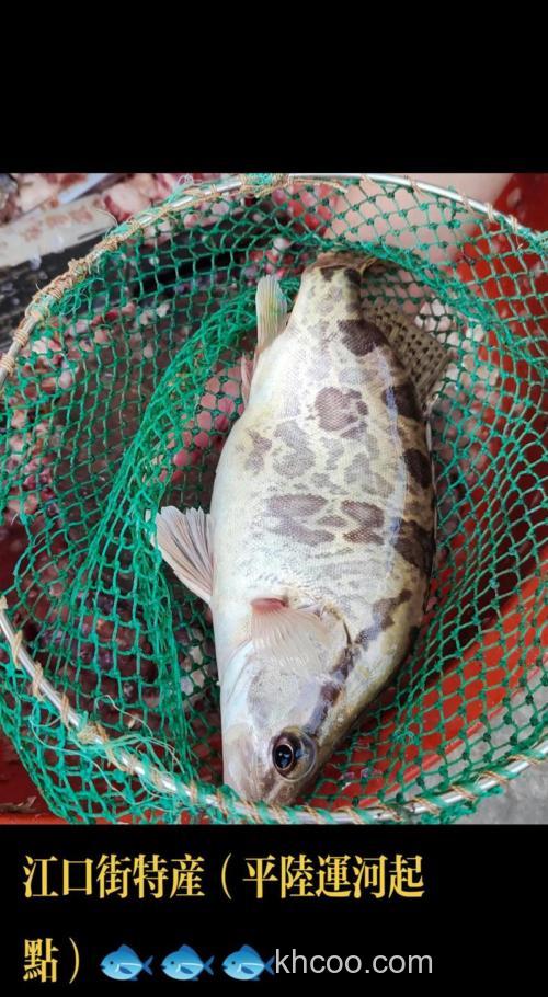 临江鱼哪里的鱼？