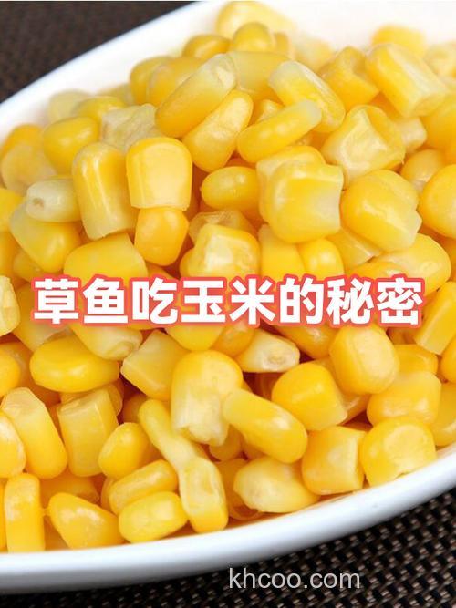 草鱼会吃沉底的玉米颗粒吗？