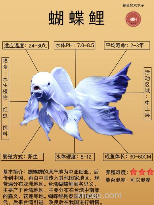 蝴蝶鲤吃麦穗鱼吗？