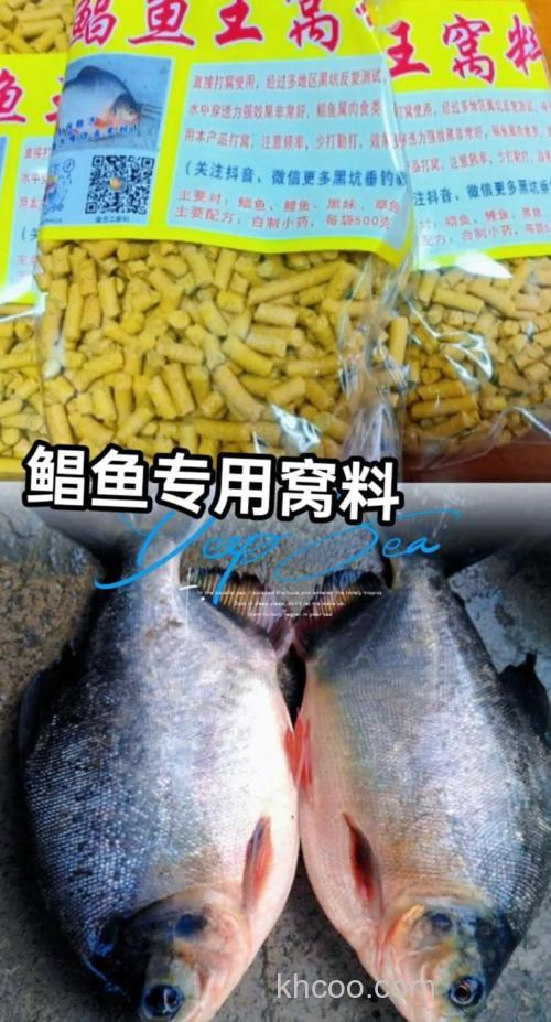 钓白昌鱼最好的窝料？