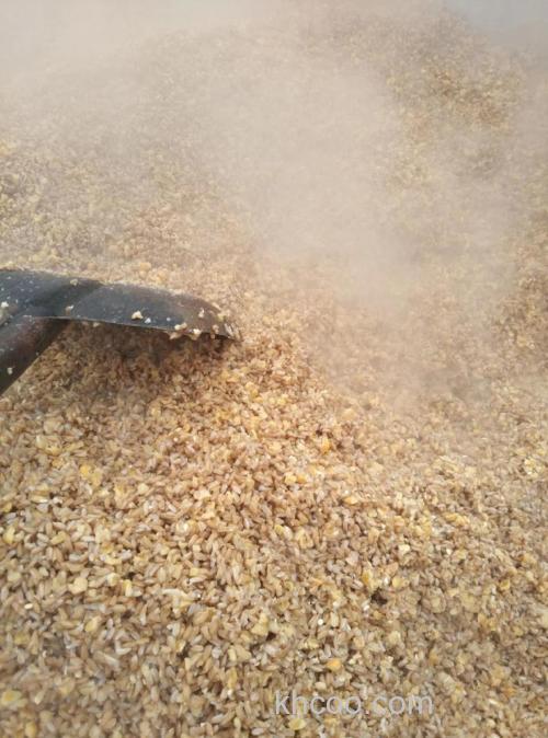 酒曲发酵的玉米能当谷麦用吗？