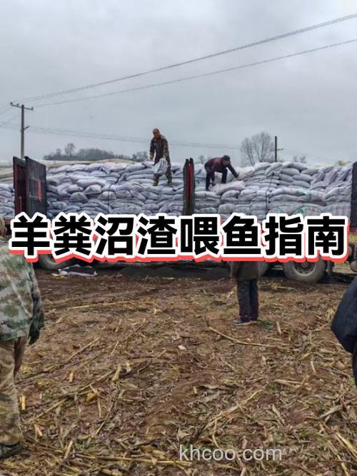 羊粪可以喂鱼吗？