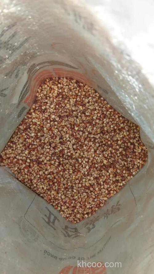 一年存的发酶高粱能吸引鲫鱼进窝吗