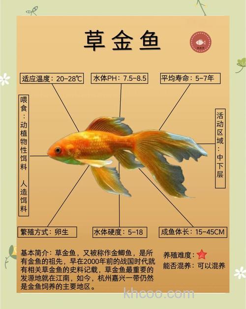 草金鱼冬天怎么养？