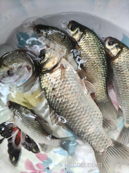 竞技钓鲫鱼1小时的最好成绩