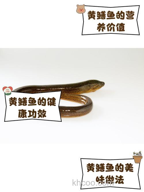 鳝鱼的特性和捕捉技巧？