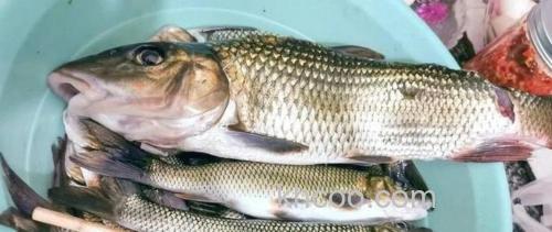 猪油渣在长江能钓什么鱼