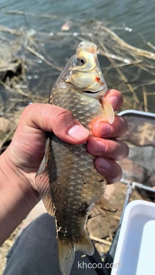 玉米__泡酒钓野生大板鲫好吗