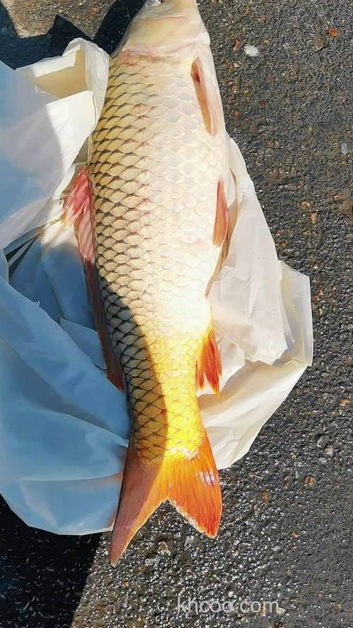 黄河鲤鱼的外部特征