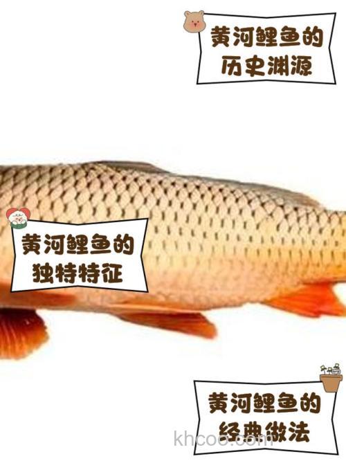 长江里面的黄河大鲤鱼真的好吃么