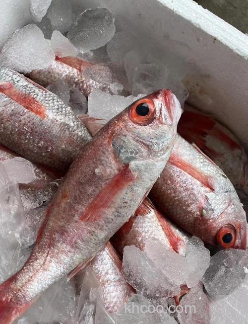 鲤鱼喜欢什么果味？