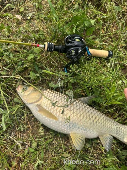 假饵钓草鱼效果怎么样？