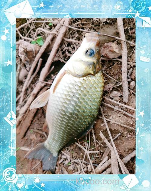 自贡现在哪里钓鱼比较好？