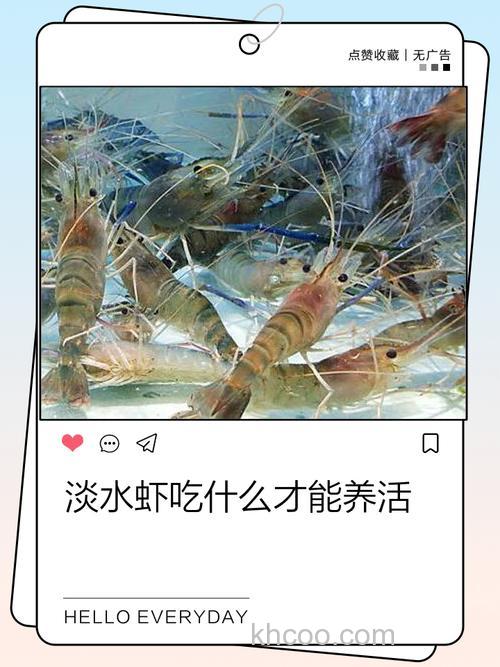 喂虾提前多长时间拌药饵？