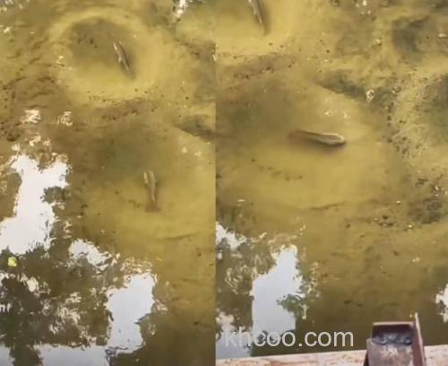 谁知道杆坑的鲤鱼窝子？