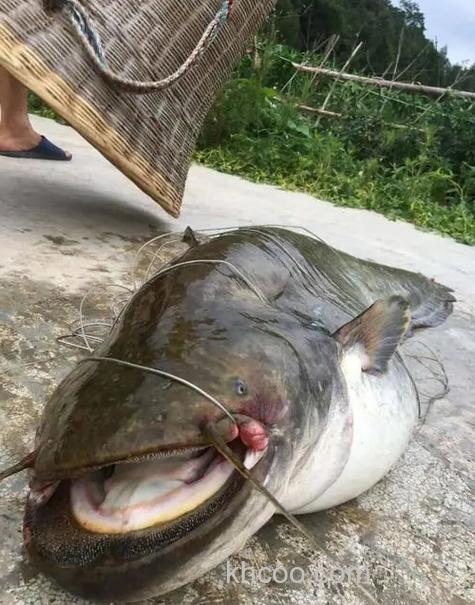 莲藕塘套养大口鲶鱼,使用什么饲料投喂好，一亩地可以养多少大口鲶鱼？