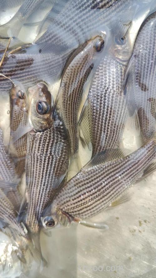 钓岩鲤用什么饵？